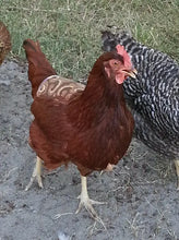 Load image into Gallery viewer, Chicken Hen Saddle Apron Cedar Hill Country Market